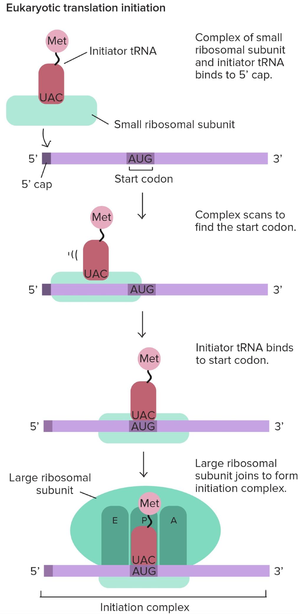 interakcja rrna z sekwencją Shine-Dalgarno w mrna u Eukaryota -