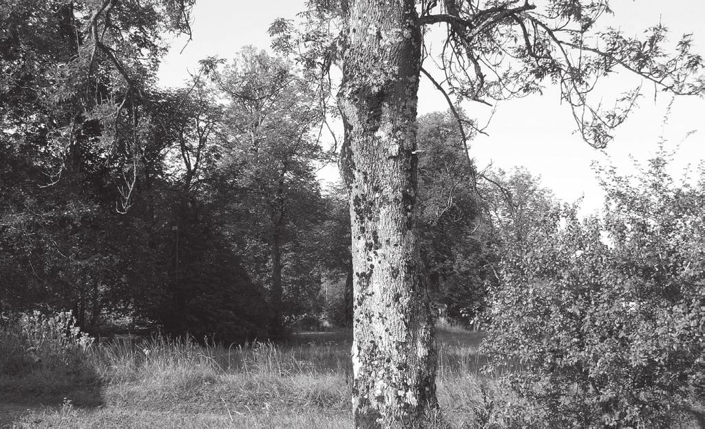 Vertical distribution of Frullania dilatata at intervals of 100 metres. Ryc. 4.