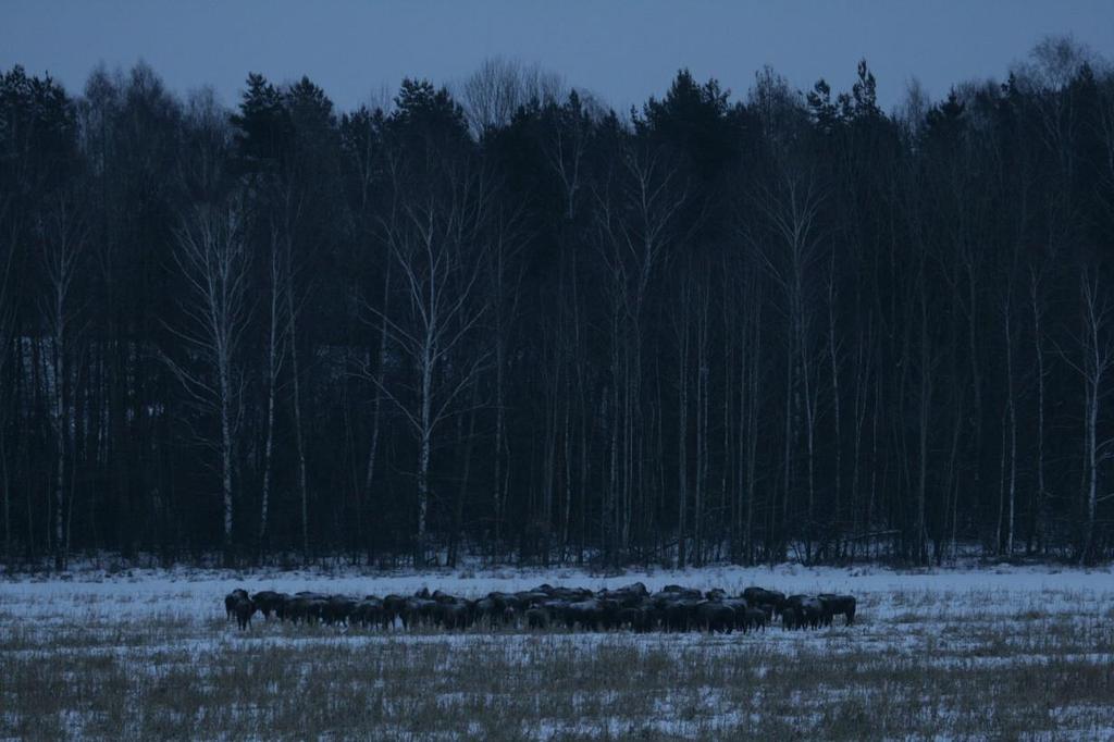 Zezwolenie na odstrzał żubrów W przedmiotowej sprawie wniosek Nadleśnictwa Borki z dnia 20 lipca 2018 r.