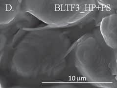 ), BLTF2 (C.), BLTF3 (D.). Fig. 5.