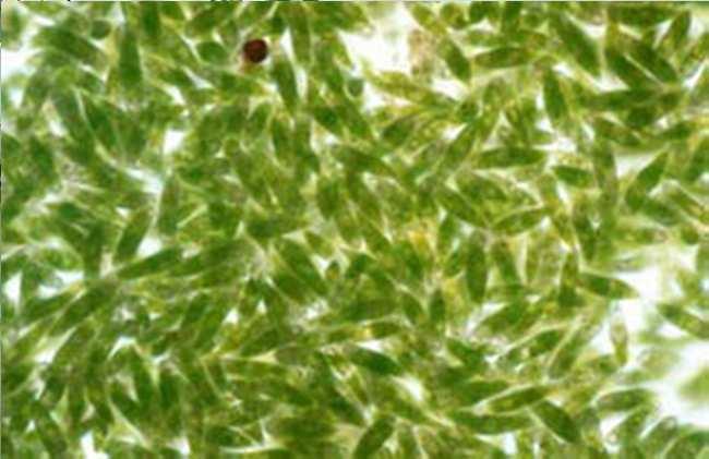 Pleodorina indica