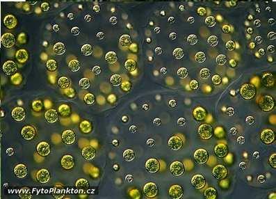 i Zygonema sp.