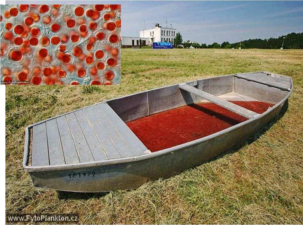 Masowe występowanie