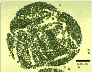 Haematococcus