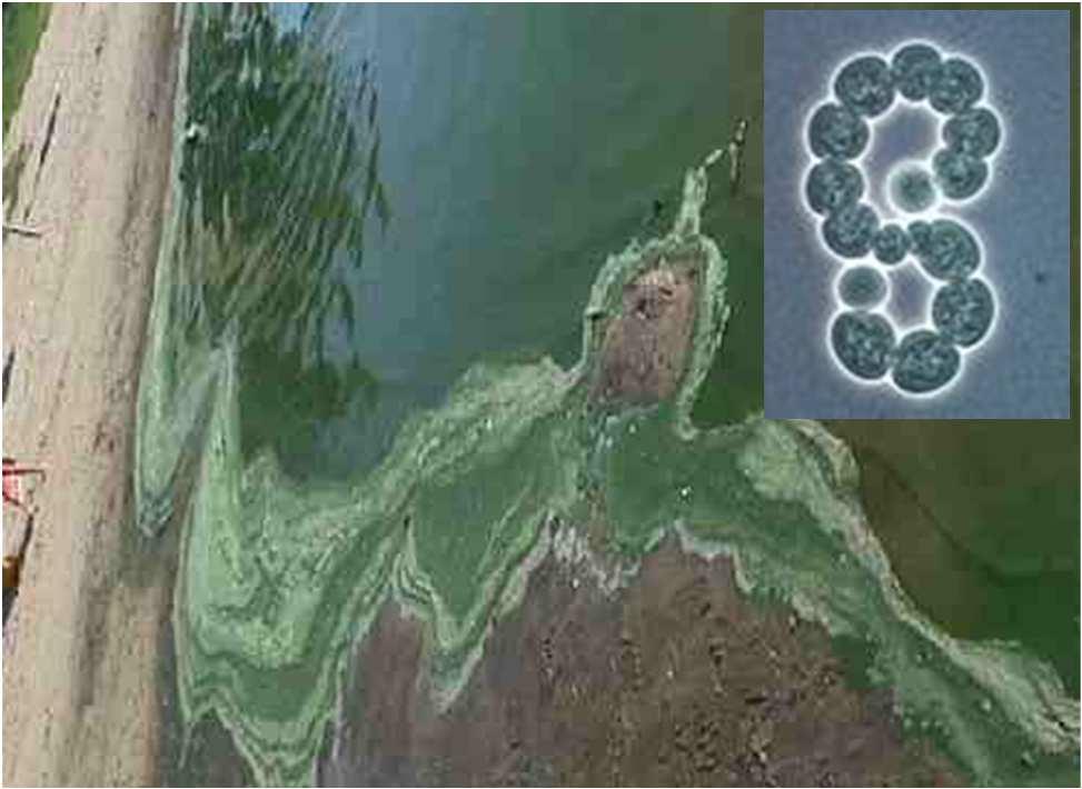Woronichinia