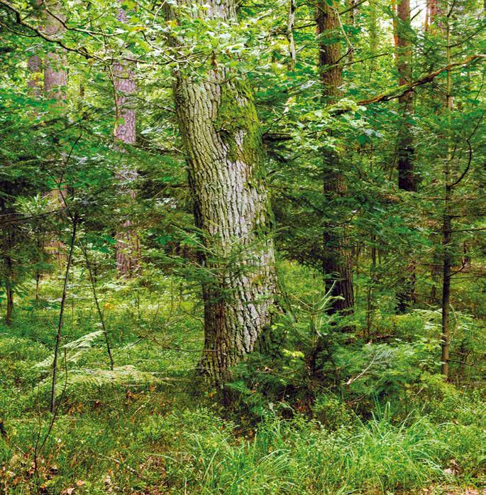 3.6. Podział lasu na kategorie ochronności Podział powierzchni leśnej na lasy gospodarcze i ochronne (według wiodących kategorii ochronności) w układzie RDLP przedstawia tabela 23, a strukturę