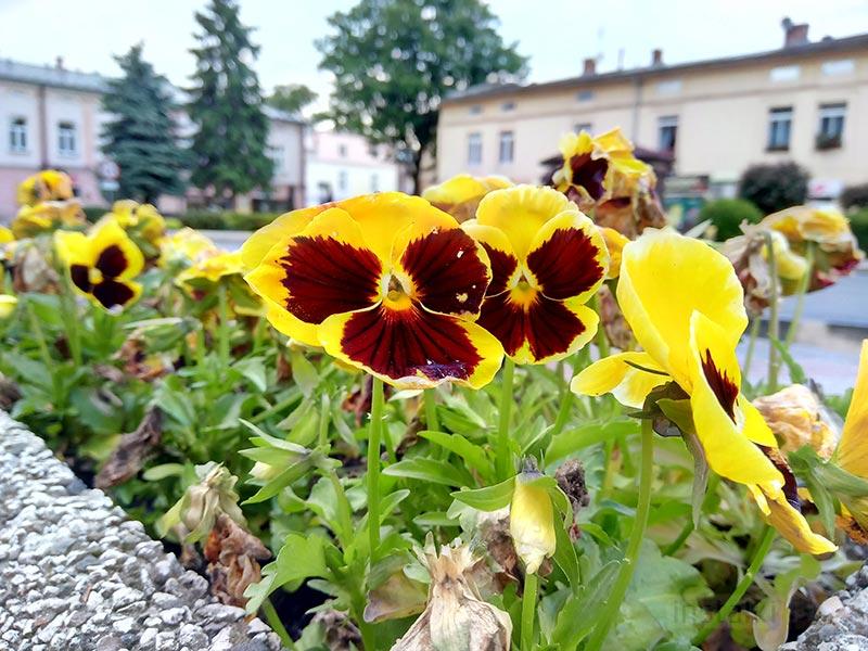 wypadają rozdzielczość bardzo w