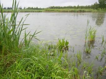 spływ szkodliwych substancji z rolniczej zlewni i pobliskiej drogi. Starorzecze 503 (Mapa 4 - załącznik) Aplexa hypnorum Gyraulus albus Hippeutis complanatus Radix cf.
