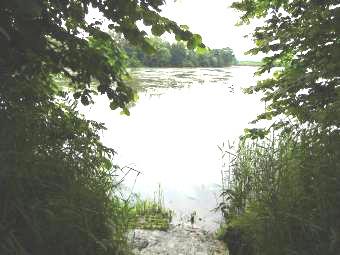 Starorzecze 436 (Mapa 3 - załącznik) Acroloxus lacustris Gyraulus albus Radix ampla Komentarz: rozległe starorzecze, zarybiane i wykorzystywane przez wędkarzy, miejscami zarastające szuwarem.