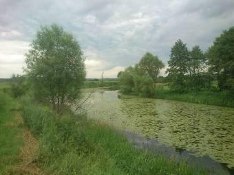 Zagrożenia: intensywne zarybianie, presja ze strony wędkarzy, eutrofizacja i spływ szkodliwych substancji z rolniczej zlewni Starorzecze 531 (Mapa 3 - załącznik) Anisus vortex