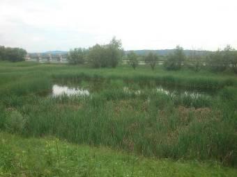Starorzecze 233 (Mapa 5) Physa acuta Viviparus viviparus Komentarz: zarastające i wypłycające się starorzecze otoczone gęstym pasem szuwarów.