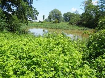 Zagrożenia: wypłycanie, eutrofizacja i spływ szkodliwych substancji z rolniczej zlewni Starorzecze 361 (Mapa 6 - załącznik) Bathyomphalus contortus Gyraulus albus Segmentina nitida Komentarz: