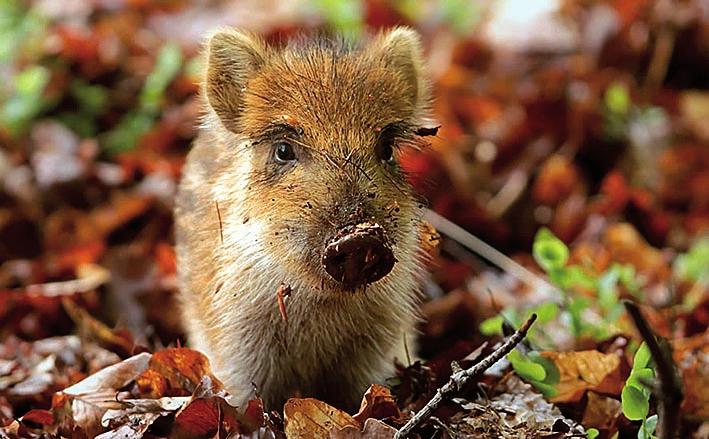 Polak Mały * nr 9 (27) październik 2014 7 nice, ślimaki i owady. Nie robią też zapasów na zimę. A tak ładnie wygląda jeż z jabłuszkiem na grzbiecie na obrazku.