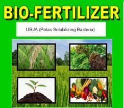 11 Organiczna uprawa roślin medycznych Największy uzysk olejków eterycznych i kamauzolenu z hektara rumianku uzyskano przy wykorzystaniu bakterii rozpuszczającej fosforany (8 600 g) i nitroxinu (923