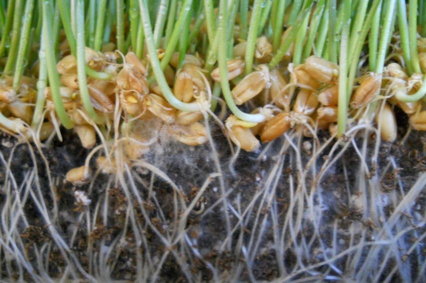 9 Organiczna uprawa roślin medycznych biotyczne i abiotyczne czynniki stresu, jest powiązana z efektem jaki grzyby AM wywierają na zwiększanie produkcji hormonów roślin.