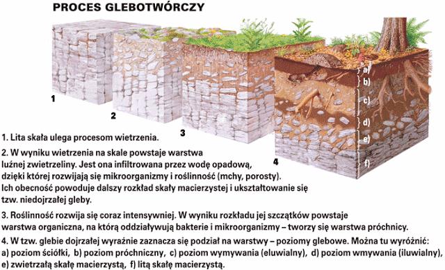 Współzależności pomiędzy poszczególnymi elementami: środowiskiem abiotycznym, mikroorganizmami i roślinami MIKROORGANIZMY są pionierami zasiedlającymi dany obszar i podejmującymi działalność