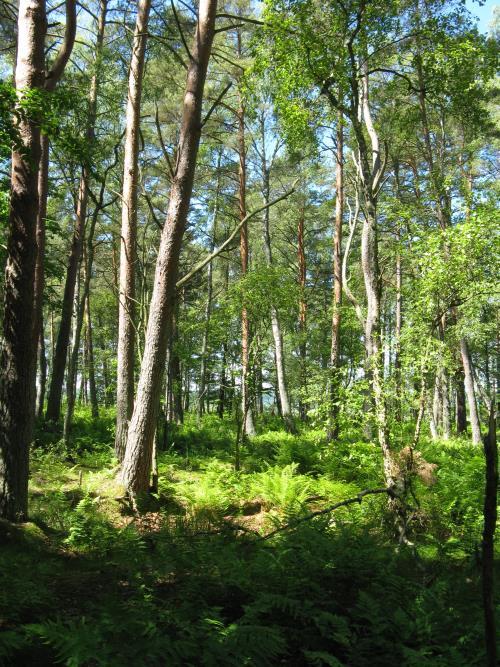 Przesuszony brzeg torfowiska, strefa planowanego