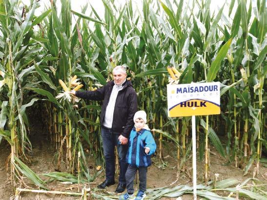 WYJĄTKOWA ADAPTACJA DO STRESOWYCH WARUNKÓW DUŻA LICZBA ZIAREN NA KOLBIE DOBRA ZDROWOTNOŚĆ ROŚLINY I STAY GREEN BARDZO DOBRY STAY GREEN Zapewnia wysokie plony kiszonkowe. Gwarancją opłacalności.