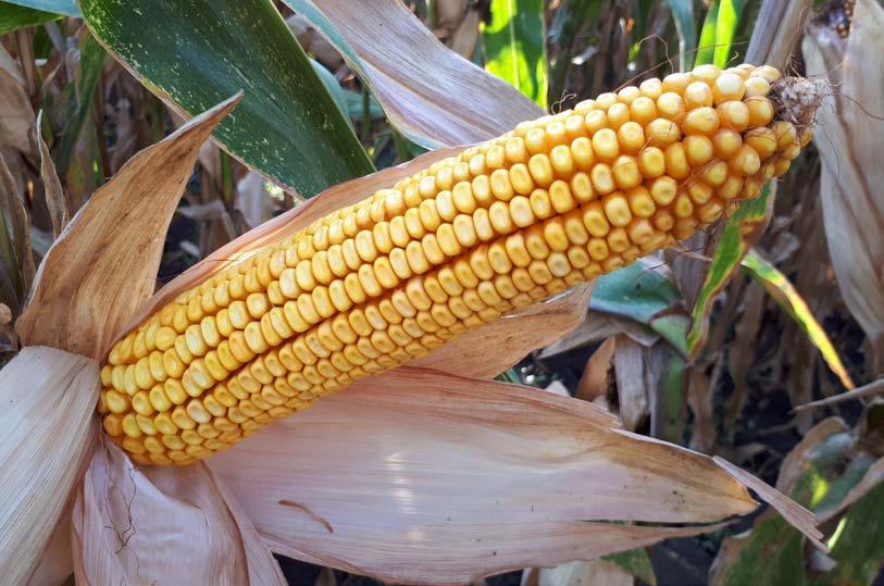 KISZONKA KISZONKA FAO 260 NOWOŚĆ KISZONKA FAO 270 ZIARNO FAO 250 NOWOŚĆ DM2546 MAS 28.A MAS 23.