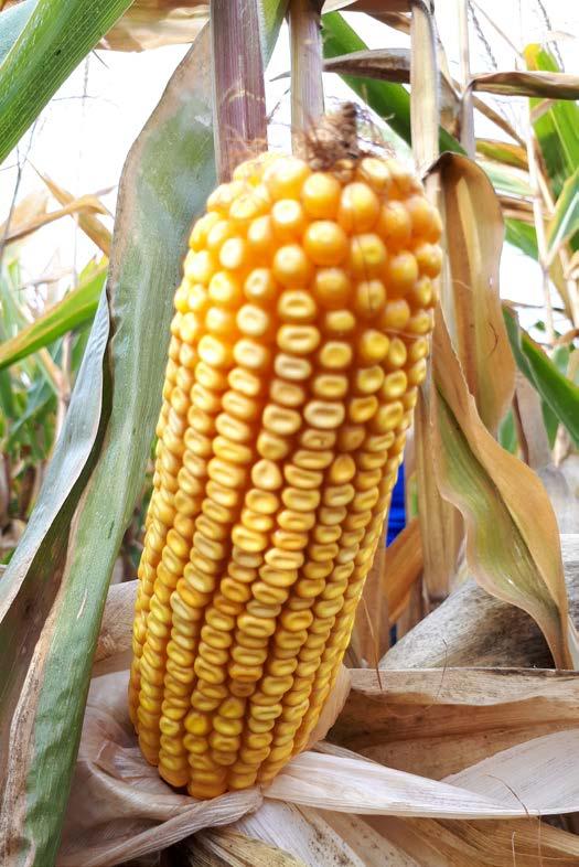 KUKURYDZA NA ZIARNO ZIARNO FAO 260 ZIARNO FAO 270 MAS 29.T MAS 30.M CZYSTY DENT CZYSTY ZYSK WYSOKI PLON NA WSZYSTKICH POLACH TYPOWY MIESZANIEC DENT Dla koneserów kukurydzy.