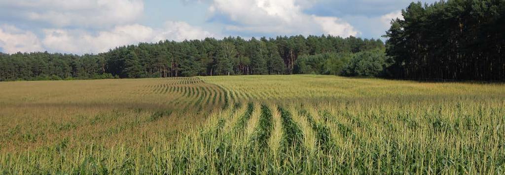 KUKURYDZA NA ZIARNO ZIARNO FAO 280 NOWOŚĆ DM3316 REKORDZISTA CORN HYBRIDS WATERLOCK MAKE THE BEST OUT OF EACH DROP* *Aby jak najwięcej wyciągnąć z każdej kropli wody MAKSYMALNY PLON Dla