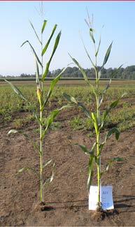 Serwis ten wykorzystuje dane Agro-klimatyczne (aktualne i historyczne) które pozwalają przewidzieć kluczowe fazy rozwojowe uprawy.