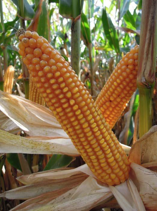 KUKURYDZA NA ZIARNO KISZONKA ZIARNO FAO 230 KISZONKA FAO 240 ZIARNO GRYS FAO 240 MAS 20.F MAS 20.S MAS 22.