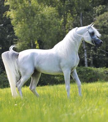 WORTEX KALLISTE (FR) SHANGHAI E.A. grey, 2008 Equus Arabians Spain WH JUSTICE grey, 1999 Wendell Hansen SALYMAH grey, 2005 R.