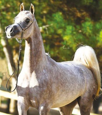 ZEUS E.A. (ES) SHANGHAI E.A. grey, 2008 Equus Arabians Spain WH JUSTICE grey, 1999 Wendell Hansen SALYMAH grey, 2005 R.