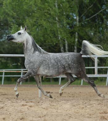 FORELLA LOT S/8 SHANGHAI E.A. grey, 2008 Equus Arabians Spain WH JUSTICE grey, 1999 Wendell Hansen SALYMAH grey, 2005 R.