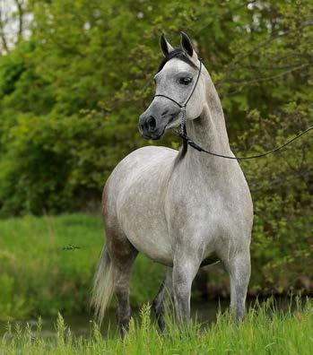 ESKARIOLLA LOT S/15 VITORIO TO bay, 2008 Thirteen Oaks Arabians DA VALENTINO bay, 2003 Dolorosa Arabians Ltd.