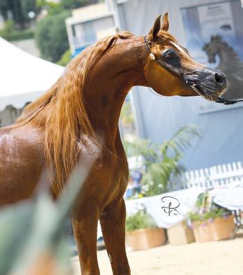 CAVALLI (US) DA VALENTINO bay, 2003 Dolorosa Arabians Ltd ASPYN chestnut, 2001 C. Corwin & E.