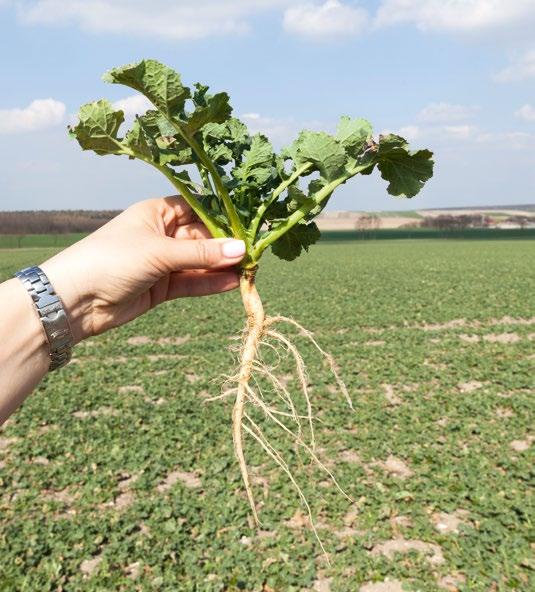 D K P L A T I N I U M NAJWYŻSZE PLONY RZEPAKU RÓWNIEŻ NA POLACH PORAŻONYCH KIŁĄ KAPUSTY 109% WZORCA DOŚWIADCZENIA PDO COBORU 2017 BARDZO DOBRY ŚREDNIA BARDZO DOBRA ŚREDNIOPÓŹNA TOLERANCJA NA KIŁĘ