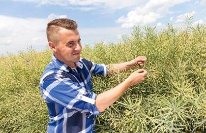 WIGOR WIOSENNY Zdolność odmiany do szybszej regeneracji po zimie na skutek szybkiego przyrostu biomasy.