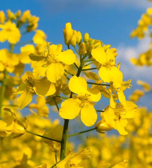 W miejscowości Głubczyce osiągnęła plon 5,12 t/ha, w miejscowości Chyża 5.09 t/ha (doświadczenia łanowe DEKALB 2018).