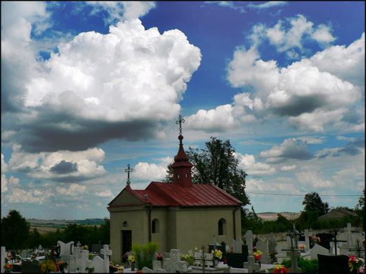 (Teofil Janicki) Na cmentarzach rosną kwiaty