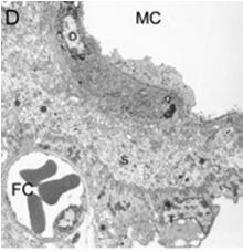 niszczy nabłonek endometrium część komórek trofoblastu tworzy