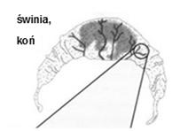 nazwę trofoblastu Warstwy tkankowe oddzielające krew płodu od krwi