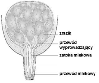 przechodzą przez barierę w łożyskach nabłonkowo-kosmówkowych, zatem u nowo