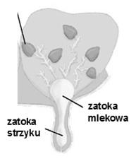 siara wydzielana tuż po urodzeniu nabłonek przewodu pokarmowego noworodka jest