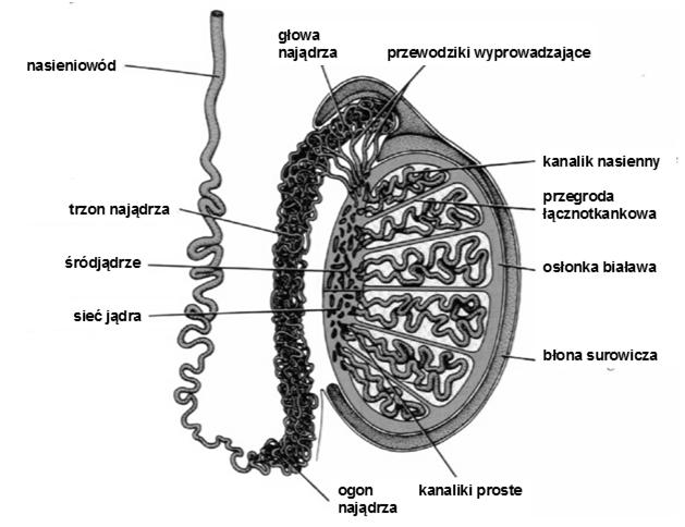 Jądro i najądrze Zrazik jądra: kanaliki nasienne