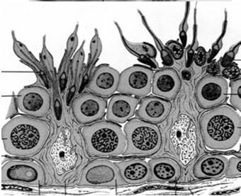 spermatydy Spermatogeneza: spermatocytogeneza mejoza