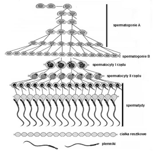 kształt, okrągłe jadra komórkowe, słabo rozwinięte organelle