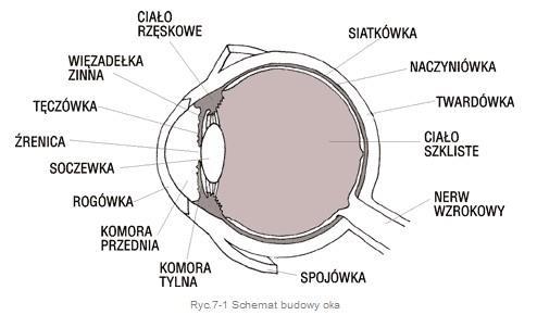 PO CO NAM STATYSTYKA? DOŚWIADCZENIA DWUGRUPOWE Czy istnieje różnica między grubością rogówki przed założeniem szkieł kontaktowych a w 4.