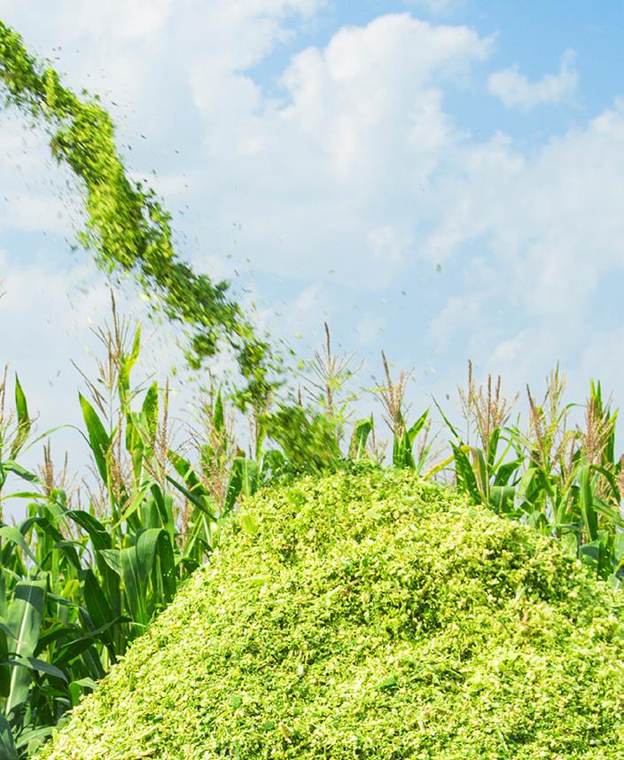 PM AVALON FAO K26 KISZONKA BIOGAZ Wszechstronny w trudnych warunkach wysoki plon świeżej masy wysoka zdrowotność od siewu do zbioru odporna na warunki suszy i chłodu bardzo odporność na wyleganie