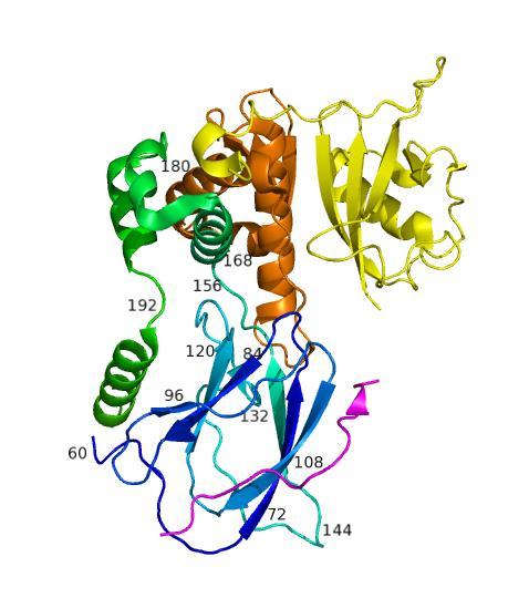 Opublikowane mutacje genu VHL Elongin C 45 mutations in 261 patients VHL Elongin B HIF1a 15 mutations in domain 1 RCC 8 mutations in domain 2 RCC 3 mutations in