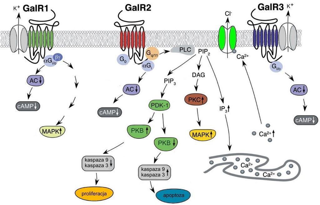 Ostatni w tej grupie receptorów receptor GalR3 został zlokalizowany głównie w podwzgórzu, przysadce, rdzeniu kręgowym, korze mózgowej, sercu, płucach, śledzionie, wątrobie, jelicie cienkim, nerkach,