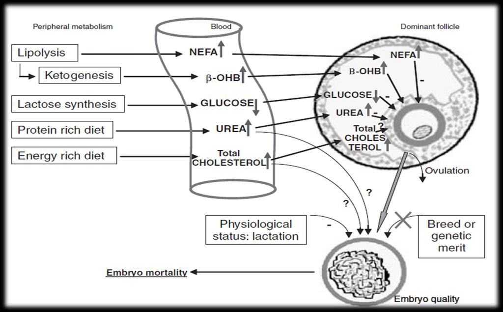 Metabolizm tkanek Krew Pęcherzyk dominujący Owulacja Laktacja Śmiertelność zarodków Jakość zarodków The