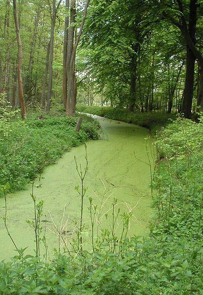 Stopień zanieczyszczania wód przez działalność rolniczą Bardzo dużym zagrożeniem dla