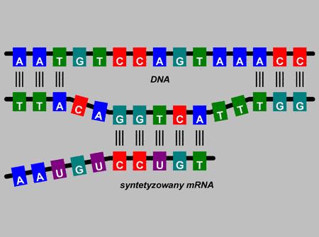 transkrypcja jako II etap biosyntezy białka Rybosom